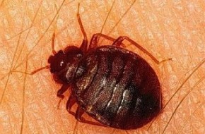 cimice-127.jpg