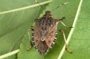 cimice-asiatica-114.jpg