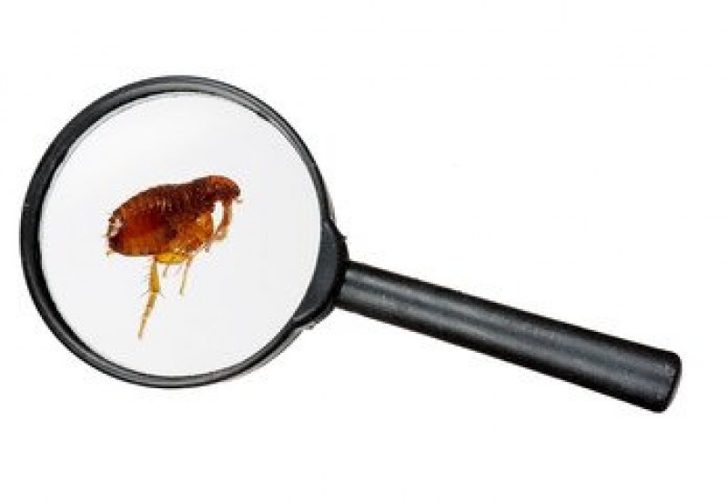 pulci-e-zecche.jpg