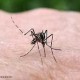 zanzara mentre punge 